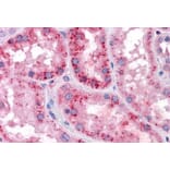 Immunohistochemistry - Anti-xCT Antibody (A84265) - Antibodies.com