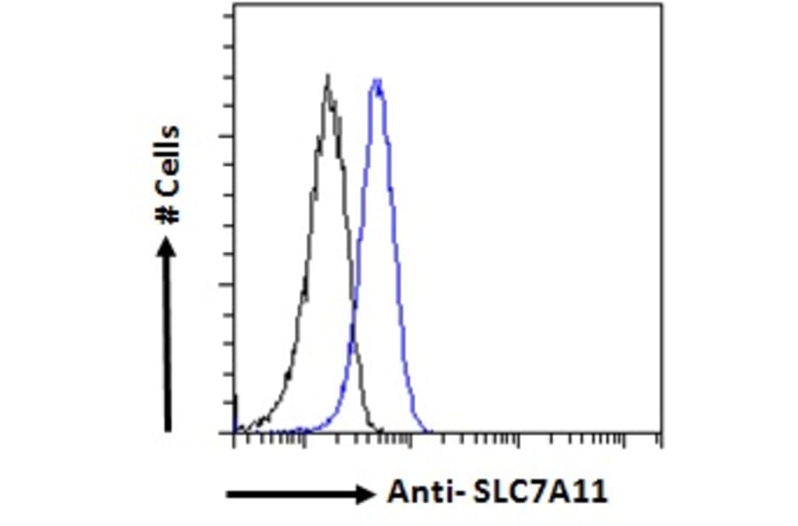 Flow Cytometry - Anti-xCT Antibody (A84265) - Antibodies.com