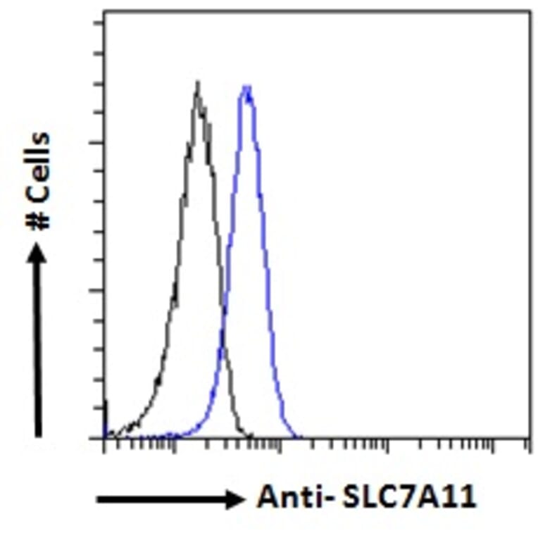 Flow Cytometry - Anti-xCT Antibody (A84265) - Antibodies.com