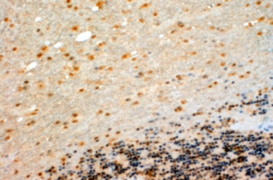 Immunohistochemistry - Anti-Cyp26B1 Antibody (A84266) - Antibodies.com