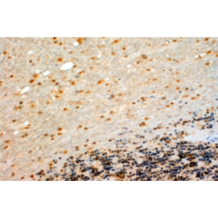 Immunohistochemistry - Anti-Cyp26B1 Antibody (A84266) - Antibodies.com