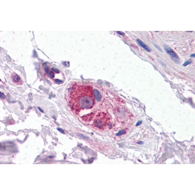 Immunohistochemistry - Anti-Cyp26B1 Antibody (A84266) - Antibodies.com