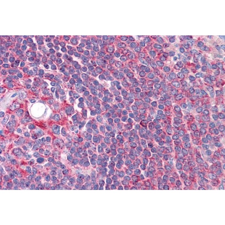 Immunohistochemistry - Anti-Cyp26B1 Antibody (A84266) - Antibodies.com