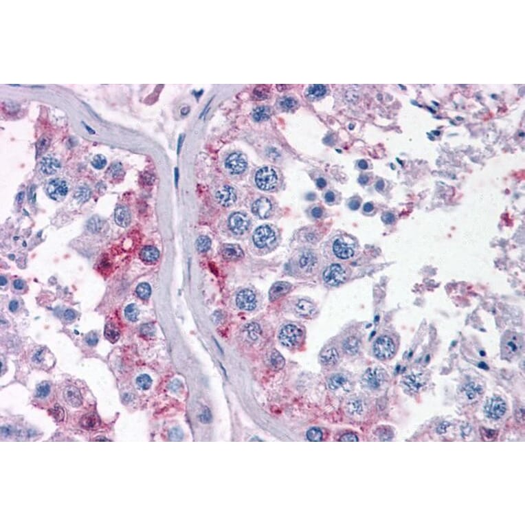 Immunohistochemistry - Anti-Cyp26B1 Antibody (A84266) - Antibodies.com