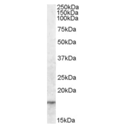 Western Blot - Anti-Anterior Gradient 2 Antibody (A84267) - Antibodies.com