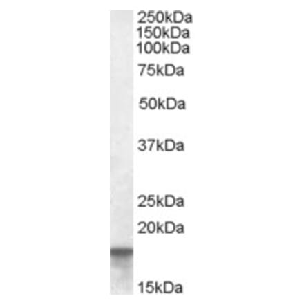 Western Blot - Anti-AGR2 Antibody (A84267) - Antibodies.com