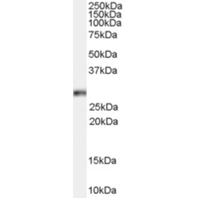 Western Blot - Anti-HOXB13 Antibody (A84268) - Antibodies.com