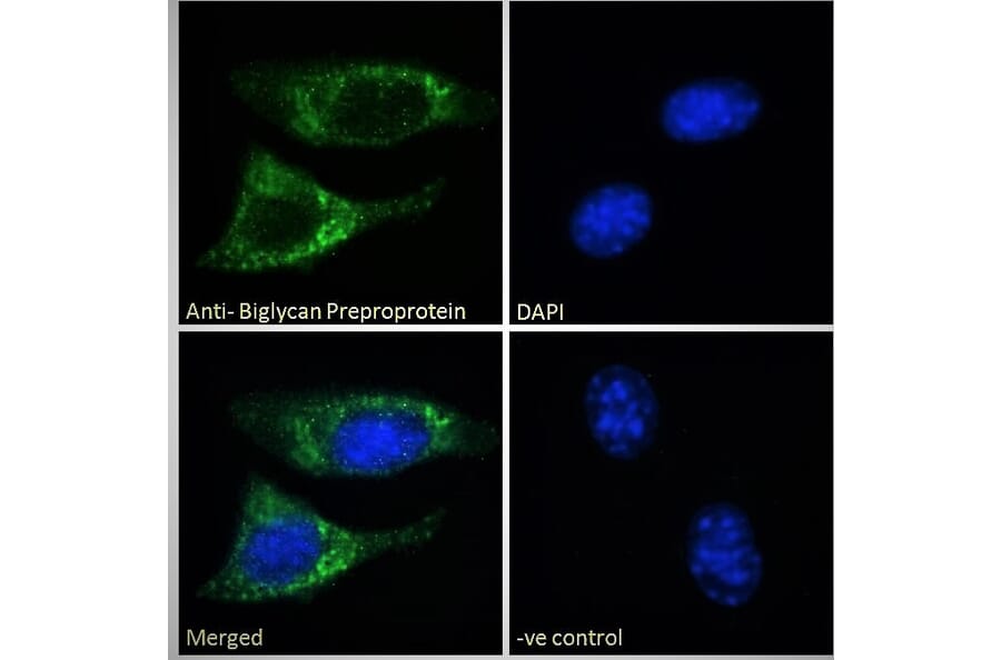 Immunofluorescence - Anti-Biglycan Antibody (A84269) - Antibodies.com