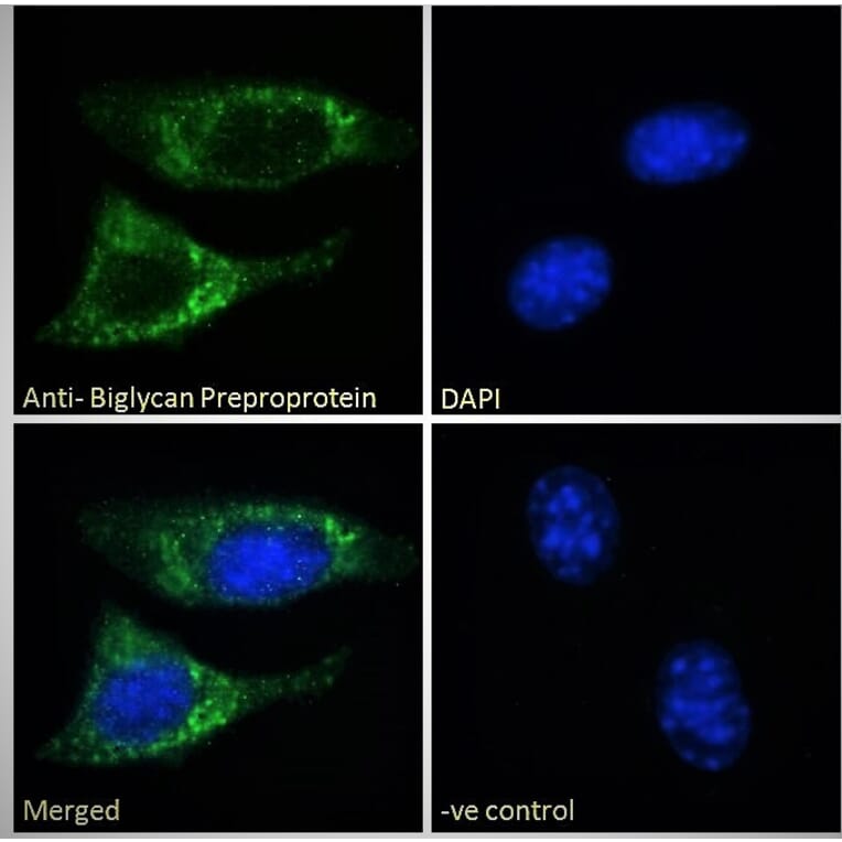 Immunofluorescence - Anti-Biglycan Antibody (A84269) - Antibodies.com