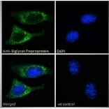 Immunofluorescence - Anti-Biglycan Antibody (A84269) - Antibodies.com