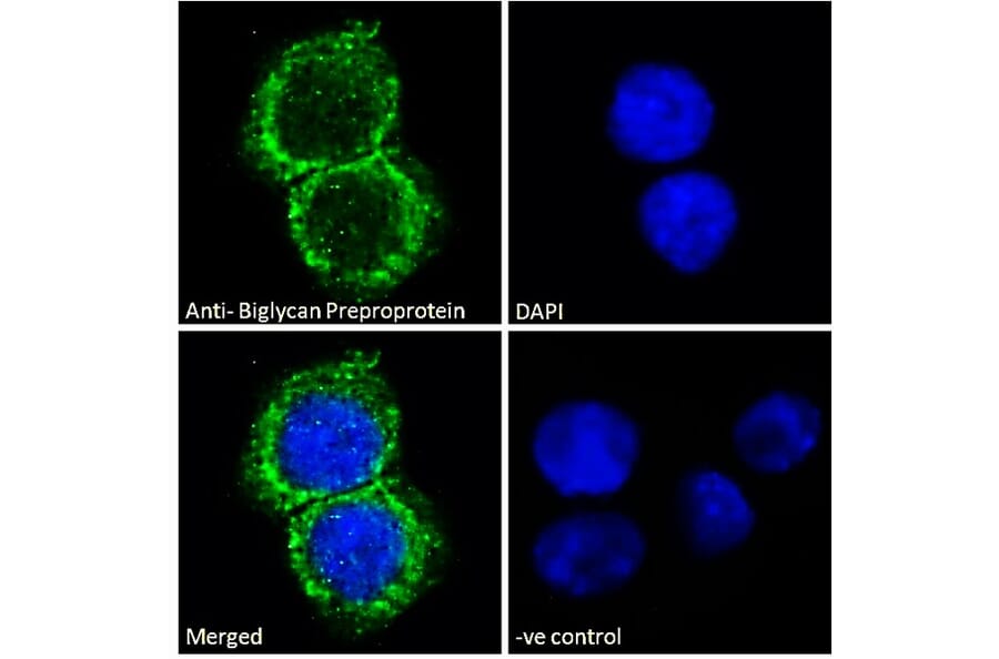 Immunofluorescence - Anti-Biglycan Antibody (A84269) - Antibodies.com