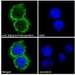 Immunofluorescence - Anti-Biglycan Antibody (A84269) - Antibodies.com