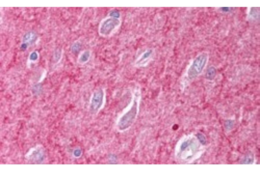 Immunohistochemistry - Anti-ICAM5 Precursor Antibody (A84270) - Antibodies.com