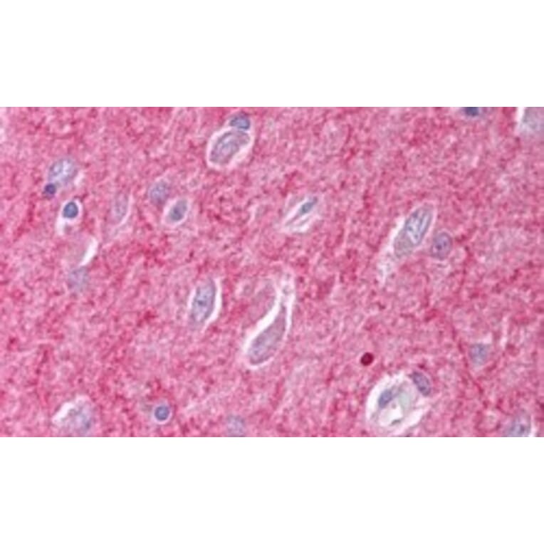 Immunohistochemistry - Anti-ICAM5 Precursor Antibody (A84270) - Antibodies.com