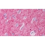 Immunohistochemistry - Anti-ICAM5 Precursor Antibody (A84270) - Antibodies.com