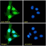 Immunofluorescence - Anti-PRPF31 Antibody (A84273) - Antibodies.com
