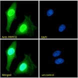 Immunofluorescence - Anti-PRPF31 Antibody (A84273) - Antibodies.com