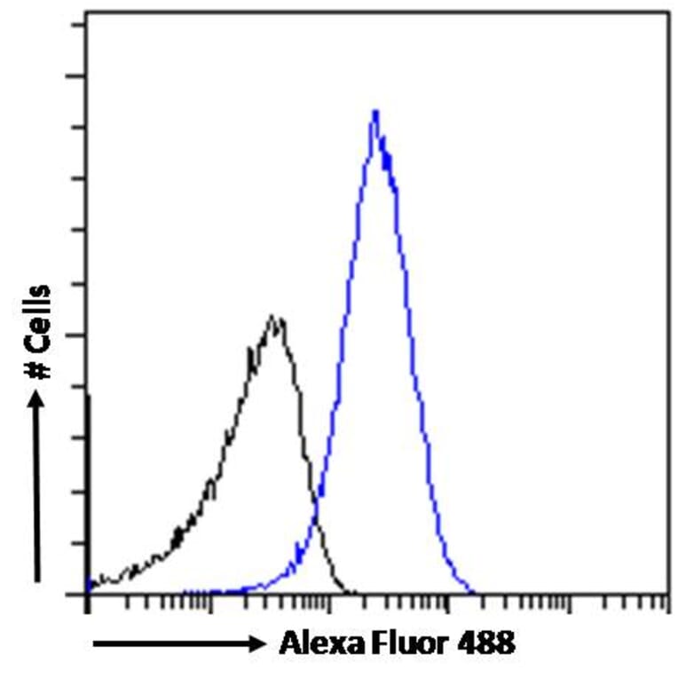 Flow Cytometry - Anti-PRPF31 Antibody (A84273) - Antibodies.com