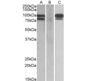 Western Blot - Anti-PCSK9 Antibody (A84274) - Antibodies.com