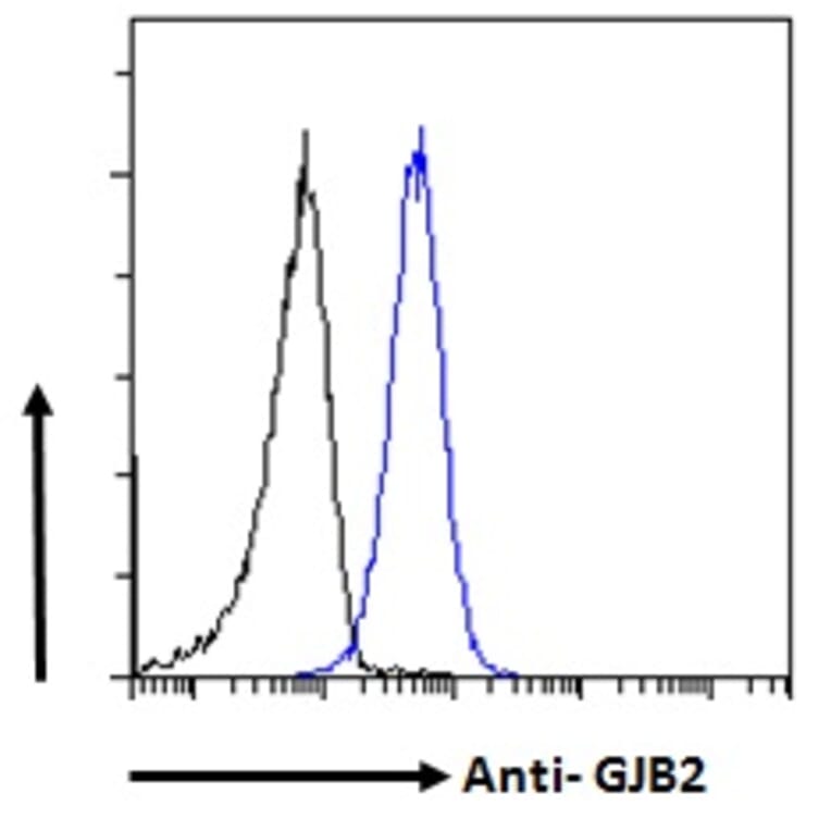 Flow Cytometry - Anti-GJB2 Antibody (A84275) - Antibodies.com