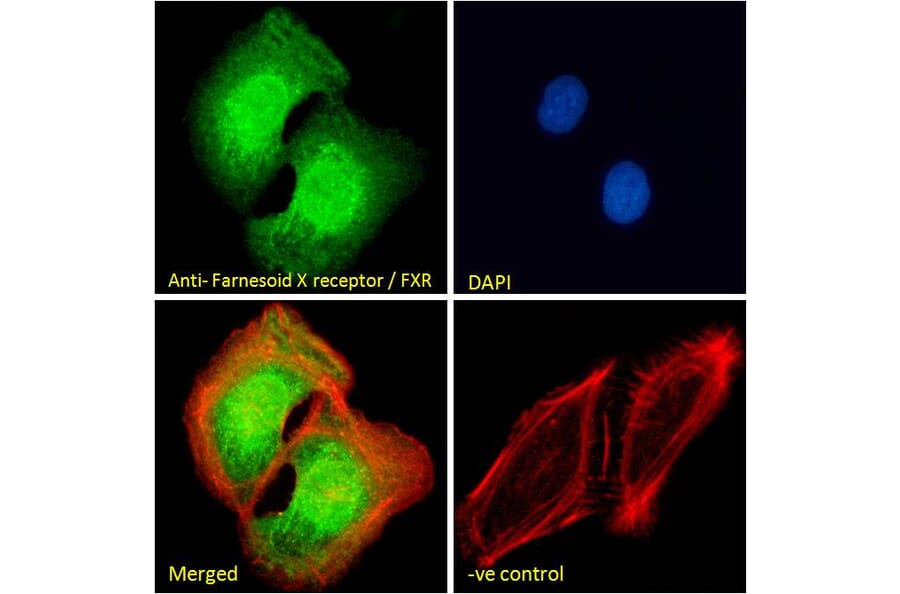 Immunofluorescence - Anti-Bile Acid Receptor NR1H4 Antibody (A84276) - Antibodies.com