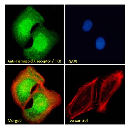 Immunofluorescence - Anti-Bile Acid Receptor NR1H4 Antibody (A84276) - Antibodies.com