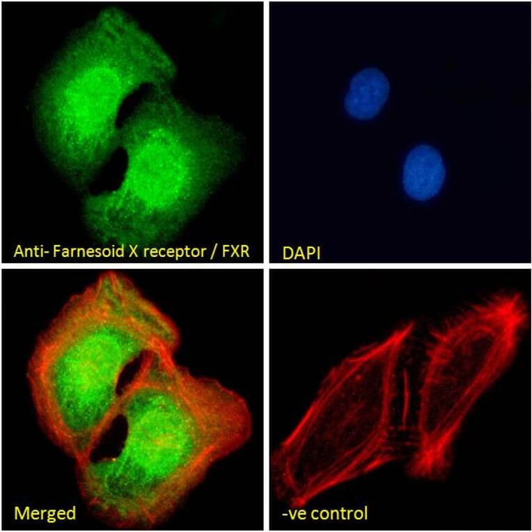 Immunofluorescence - Anti-Bile Acid Receptor NR1H4 Antibody (A84276) - Antibodies.com