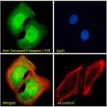 Immunofluorescence - Anti-Bile Acid Receptor NR1H4 Antibody (A84276) - Antibodies.com