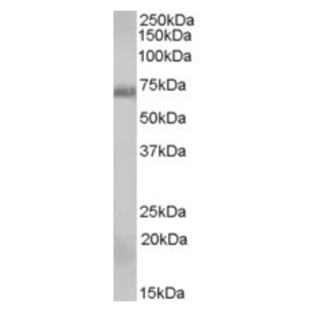 Western Blot - Anti-RAD9A Antibody (A84277) - Antibodies.com