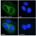 Immunofluorescence - Anti-CRF1/CRHR1 Antibody (A84278) - Antibodies.com
