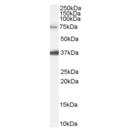 Western Blot - Anti-NEDD1 Antibody (A84279) - Antibodies.com