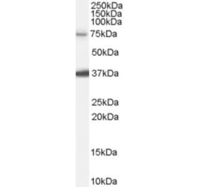Western Blot - Anti-NEDD1 Antibody (A84279) - Antibodies.com