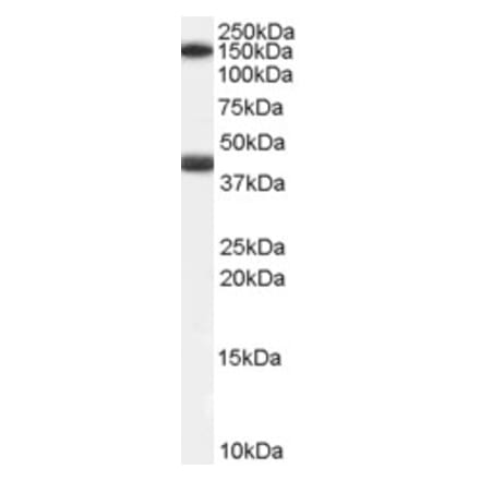 Western Blot - Anti-GALR1 Antibody (A84280) - Antibodies.com