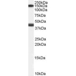 Western Blot - Anti-GALR1 Antibody (A84280) - Antibodies.com