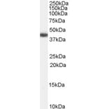 Western Blot - Anti-GALR2 Antibody (A84282) - Antibodies.com