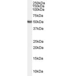 Western Blot - Anti-FADS1 Antibody (A84283) - Antibodies.com