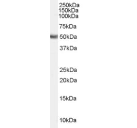 Western Blot - Anti-FADS1 Antibody (A84283) - Antibodies.com
