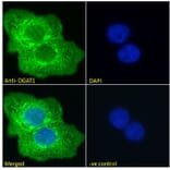 Immunofluorescence - Anti-DGAT1 Antibody (A84286) - Antibodies.com