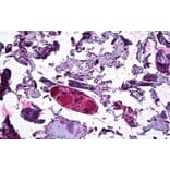 Immunohistochemistry - Anti-DGAT1 Antibody (A84286) - Antibodies.com