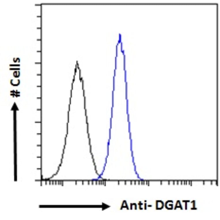 Flow Cytometry - Anti-DGAT1 Antibody (A84286) - Antibodies.com