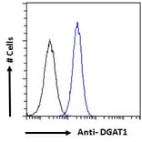 Flow Cytometry - Anti-DGAT1 Antibody (A84286) - Antibodies.com