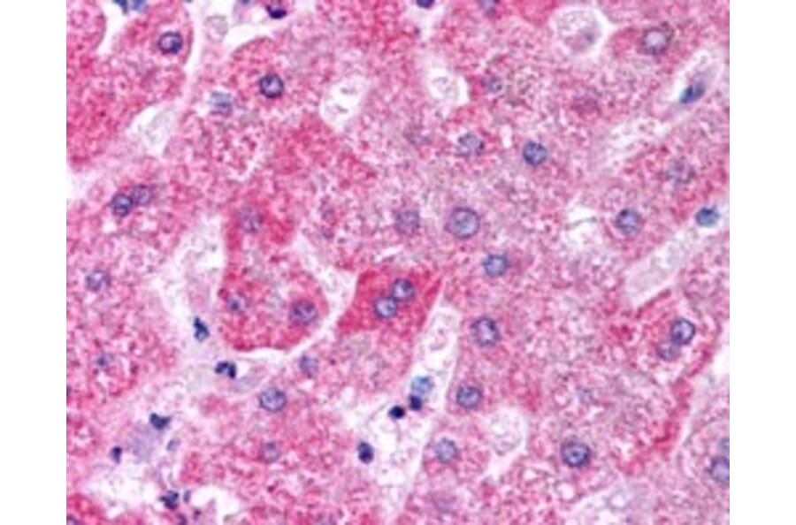 Immunohistochemistry - Anti-Apo-M Antibody (A84287) - Antibodies.com