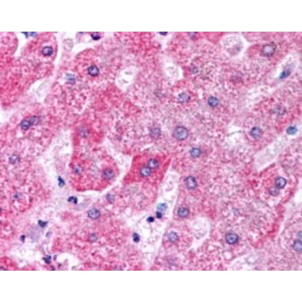 Immunohistochemistry - Anti-Apo-M Antibody (A84287) - Antibodies.com