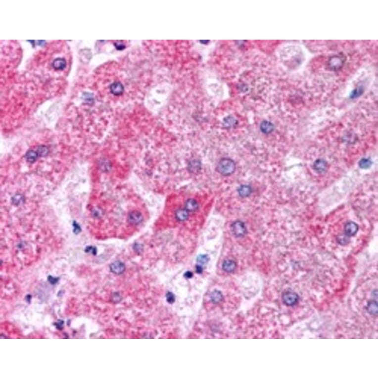 Immunohistochemistry - Anti-Apo-M Antibody (A84287) - Antibodies.com