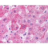 Immunohistochemistry - Anti-Apo-M Antibody (A84287) - Antibodies.com