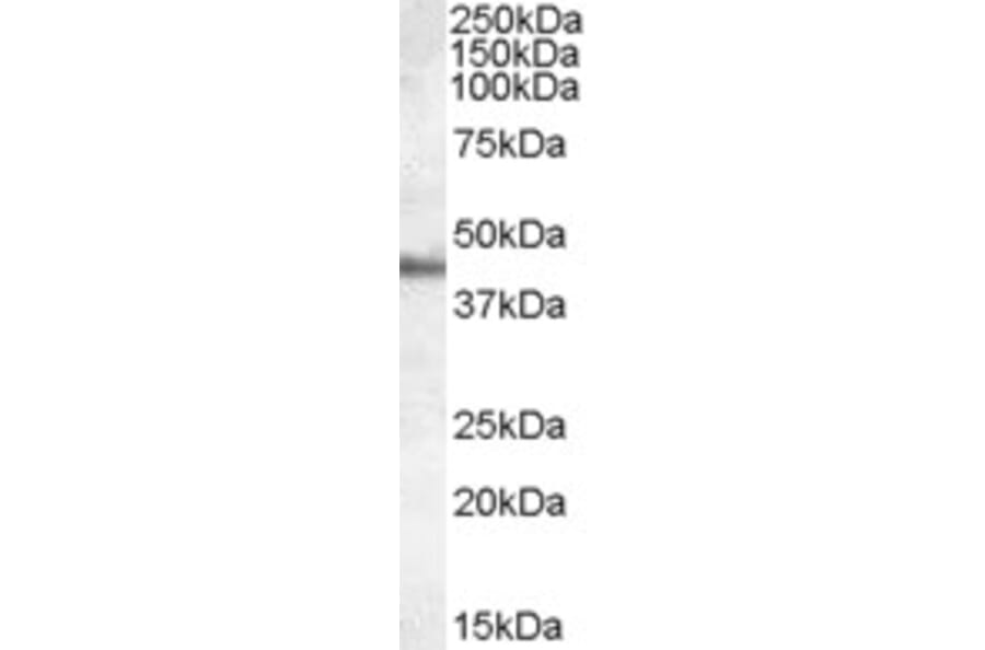 Western Blot - Anti-APOA4/Apo-AIV Antibody (A84289) - Antibodies.com
