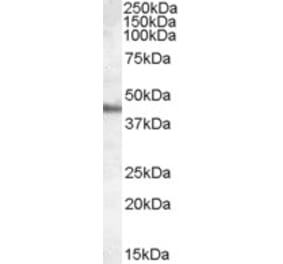 Western Blot - Anti-APOA4 Antibody (A84289) - Antibodies.com