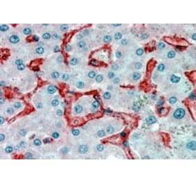 Immunohistochemistry - Anti-VAP1 Antibody (A84290) - Antibodies.com