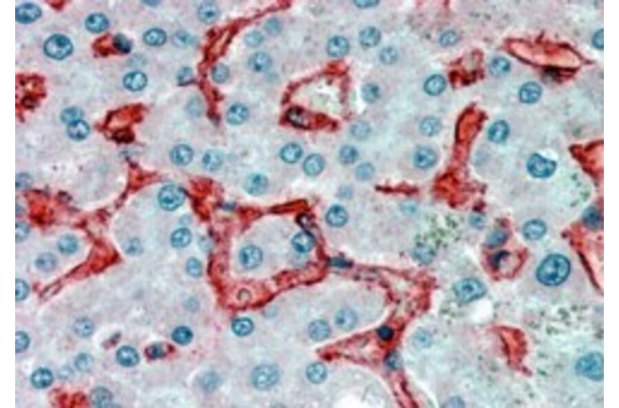 Immunohistochemistry - Anti-VAP1 Antibody (A84290) - Antibodies.com