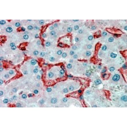 Immunohistochemistry - Anti-VAP1 Antibody (A84290) - Antibodies.com